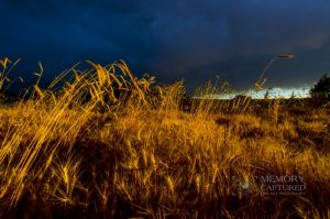 Wheat in the storm_9.jpg
